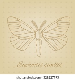  Vector sketch of a butterfly on the background of the texture old paper. Vector old paper texture. Pencil sketches silhouette butterfly