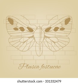  Vector sketch of a butterfly on the background of the texture old paper. Vector old paper texture. Pencil sketches silhouette butterfly