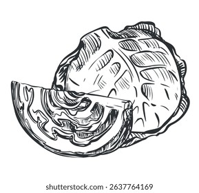 Vector sketch of cabbage. Drawn whole head and piece of cabbage, imitation of old engraving technique. Black and white drawing of healthy farm vegetable on white background.