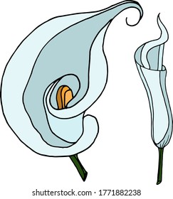 Vector sketch of calla lily flowers. Nature. Sketch, illustration. decorative