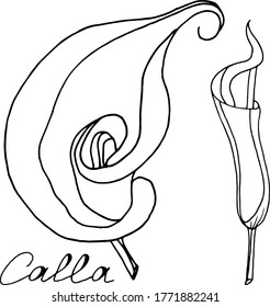 Esbozo vectorial de flores de lirio de calila. Naturaleza. Esbozo, ilustración. decorativo