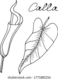 Vector sketch of calla lily flowers. Nature. Sketch, illustration. decorative