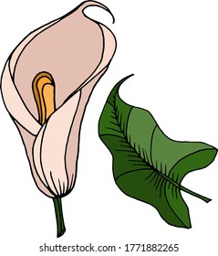 Esbozo vectorial de flores de lirio de calila. Naturaleza. Esbozo, ilustración. decorativo
