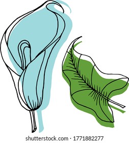 Vector sketch of calla lily flowers. Nature. Sketch, illustration. decorative