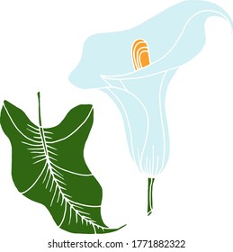 Vector sketch of calla lily flowers. Nature. Sketch, illustration. decorative