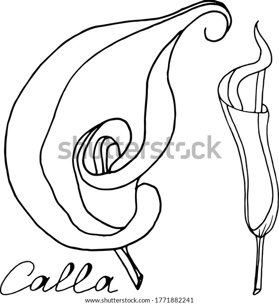 Vector Sketch Calla Lily Flowers Nature Stock Vector (Royalty Free