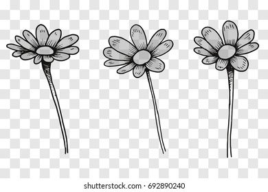 Vector sketch of camomile flowers. Illustration on a transparent background