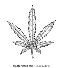 Vector Sketch Cannabis Leaf Doodle Style Stock Vector (Royalty Free ...