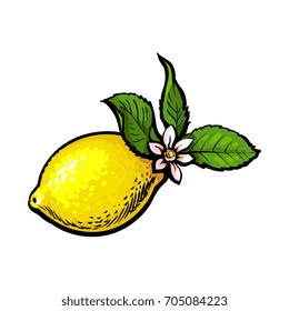 vector sketch cartoon colorful ripe lemon, fruit object with leaves and flower. Isolated illustration on a white background. Fresh juicy cirtus closeup Healthy organic food full of vitamins, nutrients