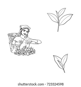 vector sketch cartoon indian Sri-lanka local woman collecting tea in tradition way smiling in big wicker basket, tea leaves set. Traditionally dressed female character, hand drawn india symbols