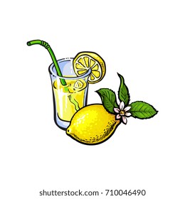 vector sketch cartoon lemonade glass with straw and lemon with leaves and tropical flower blooming. Isolated illustration on a white background. Fresh juicy cirtus drink. Healthy organic beverage.