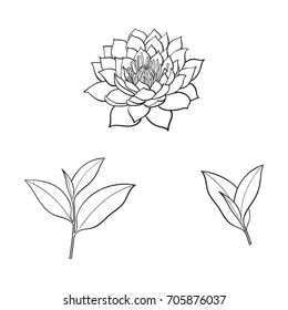 vector sketch cartoon lotus flower blossom blooming, tea leaves branch set. Isolated illustration on a white background. Symbols of meditation, buddhism Sri-lanka and India
