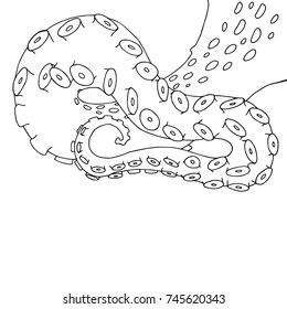 Vector sketch cartoon octopus tentacles