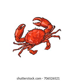 vector sketch cartoon sea crayfish crab. Isolated illustration on a white background. Sea delicacy food concept