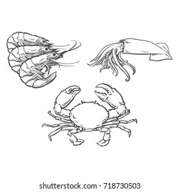 vector sketch cartoon sea crayfish lobster, crab and squid. Isolated illustration on a white background. Sea delicacy food concept