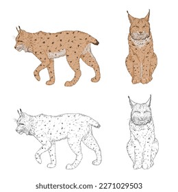 Vektorgrafik und Cartoon Set von Lynx Illustrationen.