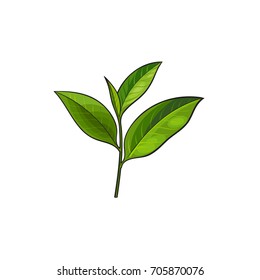 vector sketch cartoon style green tea leaves branch. Isolated illustration on a white background. Hand drawn young saplings sri-lanka , india symbols. Elements for graphic design
