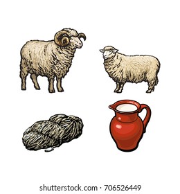 vector sketch cartoon style horned ram, cutted lamb wool, sheep and milk jug set. Isolated illustration on a white background. Hand drawn livestock cattle farm cloven-hoofed animal and products