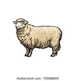 vector sketch cartoon style sheep. Isolated illustration on a white background. Hand drawn animal without horns. Cattle, farm cloven-hoofed livestock animal, wool, lamb products design object