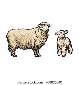 vector sketch cartoon style sheep and lamb set. Isolated illustration on a white background. Hand drawn animal without horns. Cattle, farm cloven-hoofed livestock animal, wool products design object