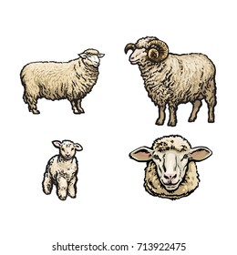 vector sketch cartoon style sheep, horned ram lamb and sheep head set. Isolated illustration on a white background. Hand drawn animal without horns. Cattle, farm cloven-hoofed livestock animal