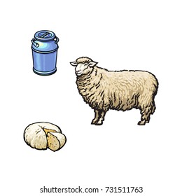 vector sketch cartoon style sheep, stainless steel milk-can container and cheese. Isolated illustration on a white background. Hand drawn animal without horns, fermented milk products.