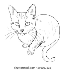 Vector sketch of cat. Hand draw illustration.