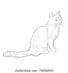 vector sketch of cat isolated at white background