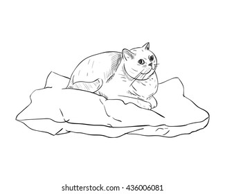 Vector sketch of cat on a pillow. Hand draw illustration.