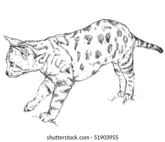 vector sketch of a cautious cat