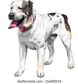 vector sketch of the Central Asian Shepherd Dog (Sredneaziatskaya Ovtcharka) breed