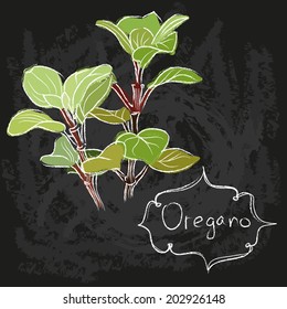 vector sketch chalk drawing of oregano leaf bunch on blackboard