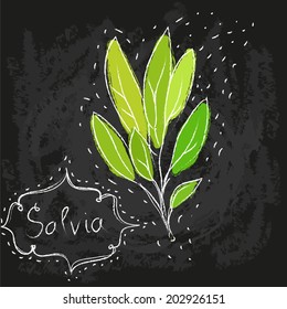 vector sketch chalk drawing of sage leaf bunch on blackboard