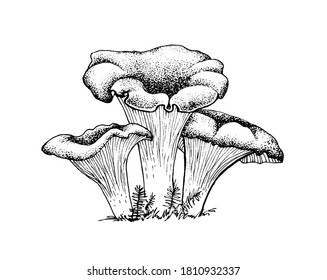 Vector sketch chanterelles mushrooms black white graphics, mushroom family, cantharellus, gourmet cuisine, vegetarian, autumn mushrooms isolated on white background for printing, cookbook, logo.