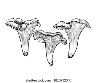 Vector sketch chanterelles mushrooms black white graphics, mushroom family, cantharellus, gourmet cuisine, vegetarian, autumn mushrooms isolated on white background for printing, cookbook, logo.