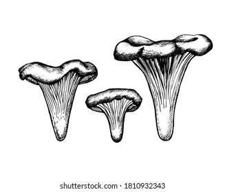 Vector sketch chanterelles mushrooms black white graphics, mushroom family, cantharellus, gourmet cuisine, vegetarian, autumn mushrooms isolated on white background for printing, cookbook, logo.