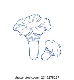 Vector sketch chanterelles mushrooms black and white graphics, autumn mushrooms isolated on white background