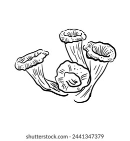 Vector sketch chanterelles mushrooms black mushroom family, cantharellus, gourmet cuisine, vegetarian, autumn mushrooms isolated on white background for printing, cookbook, Craterellus cornucopioides