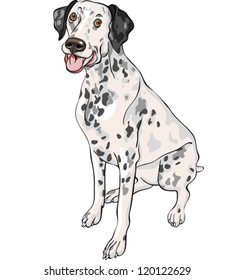 vector sketch of the cheerful spotted smiling dog Dalmatian breed