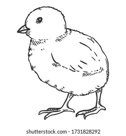 Vector Sketch Chick. Hand Drawn Illustration of Chicken Baby.