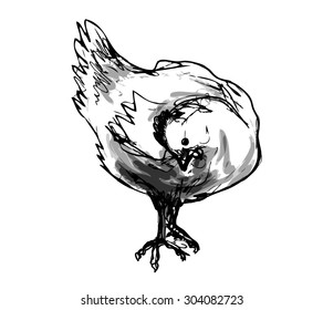 Vector sketch of chicken