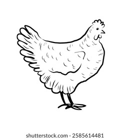 Vector sketch of a Chicken on an isolated background. Hand drawn illustration of a Hen for label, sign, print, paper, logo, design. Food and house animals, egg production and fluff, bird