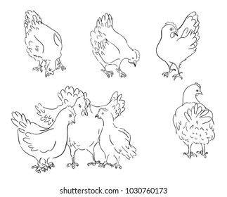 Vector sketch of chickens in different poses and views