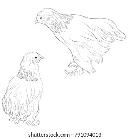 vector sketch of chickens, hen isolated at white background