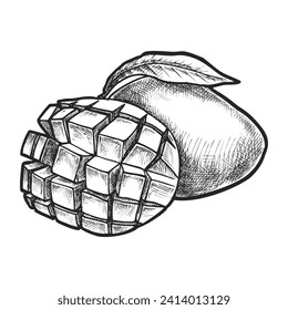 Esbozo vectorial de la fruta cortada de piedra de la India. Ilustración de mango para biología o botánica, agricultura. Cosecha tropical exótica con vitamina. Ingrediente vegetariano o vegano para cocinar. Naturales y orgánicos