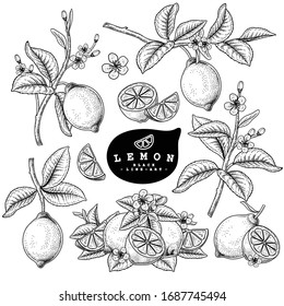 Vector Sketch Citrus Fruit Decorative Set. Lemon. Hand Drawn Botanical Illustrations. Black And White With Line Art Isolated On White Backgrounds. Fruits Drawings. Retro Style Elements.