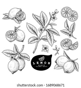 Vector Sketch Citrus fruit decorative set. Lemon. Hand Drawn Botanical Illustrations. Black and white with line art isolated on white backgrounds. Fruits drawings. Retro style elements.