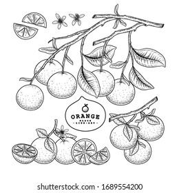 Vektorillustration Zitrusfrüchte dekorativer Set. Orange. Handgezeichnete botanische Illustrationen. Schwarz-Weiß mit Linien-Kunst einzeln auf weißem Hintergrund. Fruchtzeichnungen. Retro-Stilelemente.
