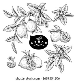 Vector Sketch Citrus fruit decorative set. Lemon. Hand Drawn Botanical Illustrations. Black and white with line art isolated on white backgrounds. Fruits drawings. Retro style elements.