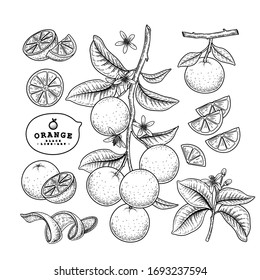 Vector Sketch citrus fruit decorative set. Orange. Hand Drawn Botanical Illustrations. Black and white with line art isolated on white backgrounds. Fruits drawings. Retro style elements.
